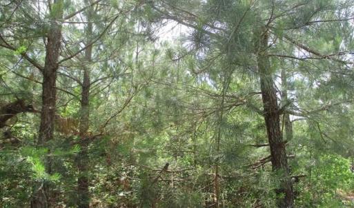 Photo of 98 Acres of Timber and Hunting Land for Sale in King and Queen Co. VA!