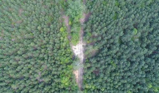 Photo of 98 Acres of Timber and Hunting Land for Sale in King and Queen Co. VA!