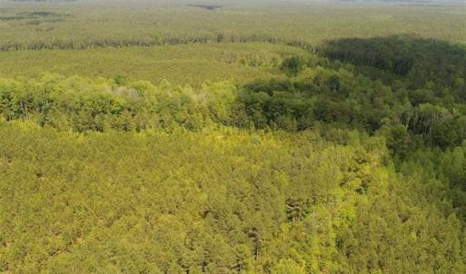 Photo of 98 Acres of Timber and Hunting Land for Sale in King and Queen Co. VA!