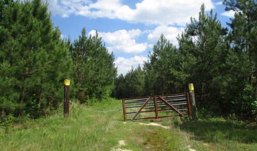 Photo of 98 Acres of Timber and Hunting Land for Sale in King and Queen Co. VA!