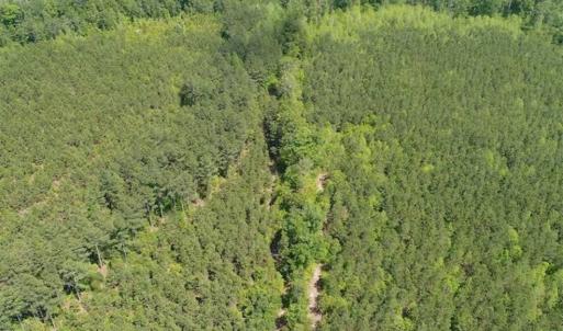Photo of 98 Acres of Timber and Hunting Land for Sale in King and Queen Co. VA!