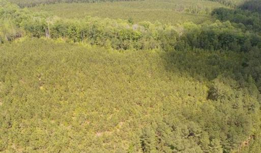 Photo of 98 Acres of Timber and Hunting Land for Sale in King and Queen Co. VA!