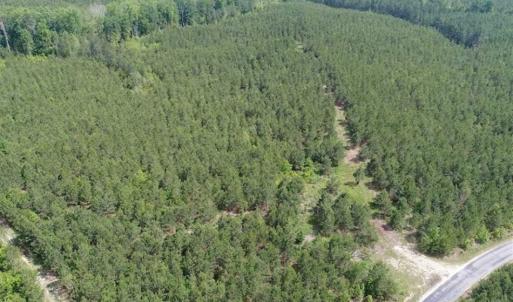 Photo of 98 Acres of Timber and Hunting Land for Sale in King and Queen Co. VA!