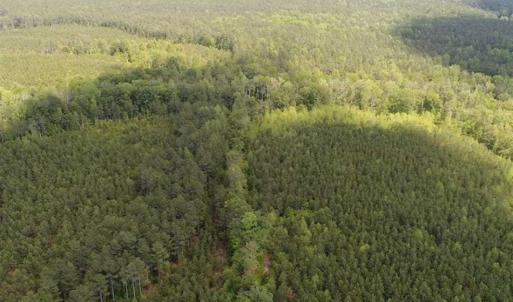 Photo of 98 Acres of Timber and Hunting Land for Sale in King and Queen Co. VA!