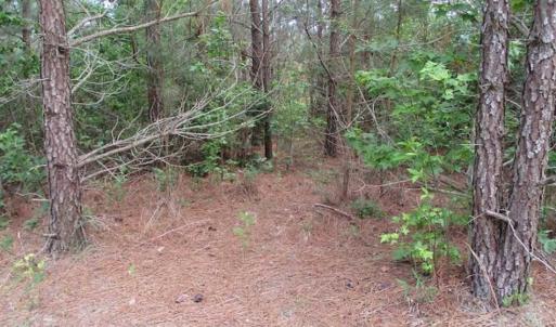 Photo of 98 Acres of Timber and Hunting Land for Sale in King and Queen Co. VA!