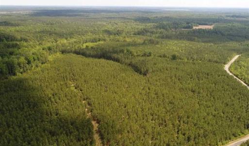 Photo of 98 Acres of Timber and Hunting Land for Sale in King and Queen Co. VA!
