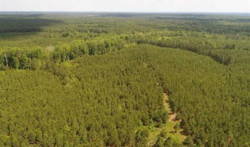 Photo of 98 Acres of Timber and Hunting Land for Sale in King and Queen Co. VA!