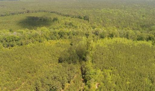 Photo of 98 Acres of Timber and Hunting Land for Sale in King and Queen Co. VA!
