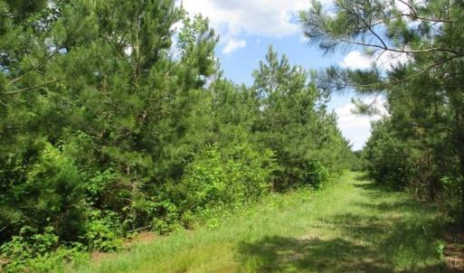 Photo of 98 Acres of Timber and Hunting Land for Sale in King and Queen Co. VA!