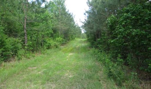 Photo of 98 Acres of Timber and Hunting Land for Sale in King and Queen Co. VA!