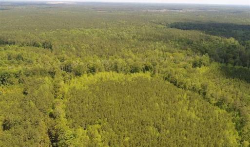 Photo of 98 Acres of Timber and Hunting Land for Sale in King and Queen Co. VA!