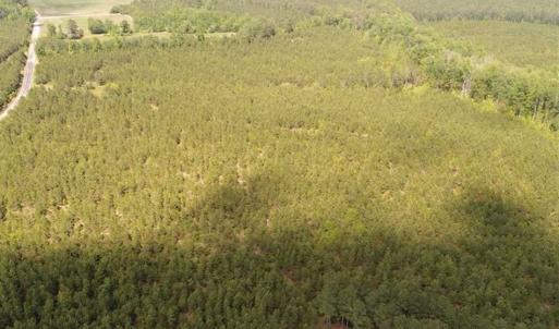 Photo of 98 Acres of Timber and Hunting Land for Sale in King and Queen Co. VA!