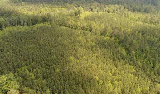 Photo of 98 Acres of Timber and Hunting Land for Sale in King and Queen Co. VA!
