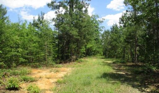 Photo of 98 Acres of Timber and Hunting Land for Sale in King and Queen Co. VA!