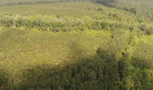 Photo of 98 Acres of Timber and Hunting Land for Sale in King and Queen Co. VA!