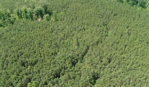 Photo of 98 Acres of Timber and Hunting Land for Sale in King and Queen Co. VA!