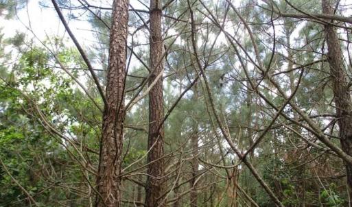 Photo of 98 Acres of Timber and Hunting Land for Sale in King and Queen Co. VA!
