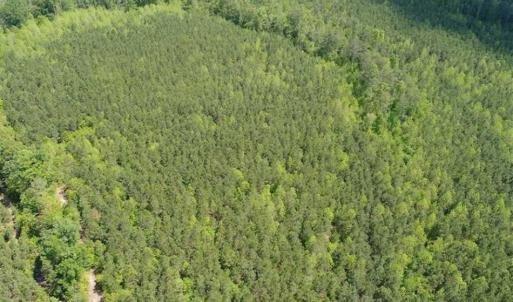 Photo of 98 Acres of Timber and Hunting Land for Sale in King and Queen Co. VA!