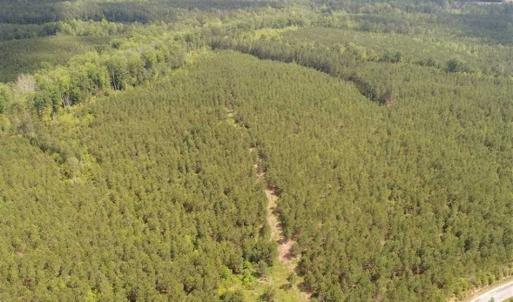 Photo of 98 Acres of Timber and Hunting Land for Sale in King and Queen Co. VA!