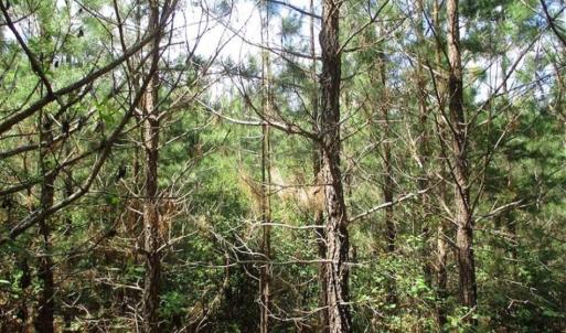 Photo of 98 Acres of Timber and Hunting Land for Sale in King and Queen Co. VA!
