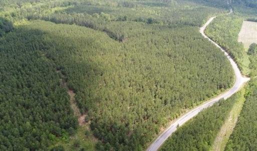 Photo of 98 Acres of Timber and Hunting Land for Sale in King and Queen Co. VA!