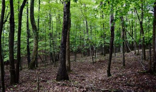 Photo of SOLD!!  54 Acres of Hunting and Recreational Land For Sale in Franklin County VA!