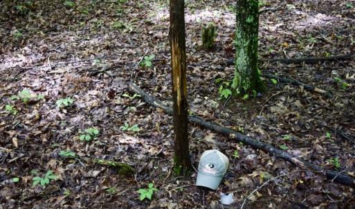 Photo of SOLD!!  54 Acres of Hunting and Recreational Land For Sale in Franklin County VA!