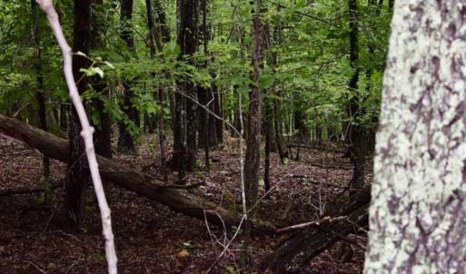 Photo of SOLD!!  54 Acres of Hunting and Recreational Land For Sale in Franklin County VA!