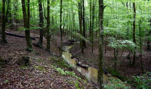 Photo of SOLD!!  54 Acres of Hunting and Recreational Land For Sale in Franklin County VA!