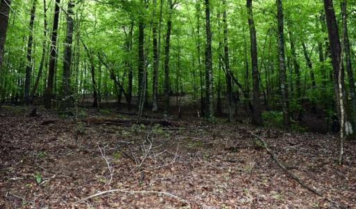 Photo of SOLD!!  54 Acres of Hunting and Recreational Land For Sale in Franklin County VA!
