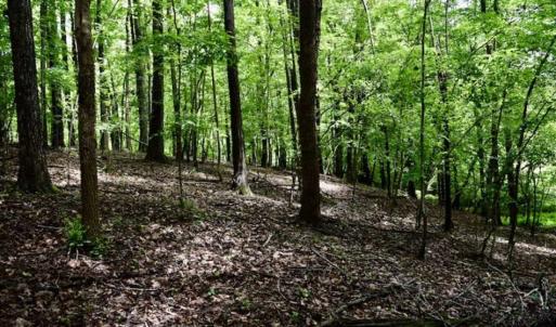 Photo of SOLD!!  54 Acres of Hunting and Recreational Land For Sale in Franklin County VA!