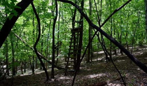 Photo of SOLD!!  54 Acres of Hunting and Recreational Land For Sale in Franklin County VA!
