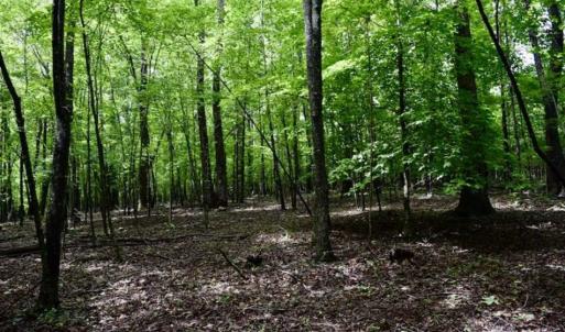 Photo of SOLD!!  54 Acres of Hunting and Recreational Land For Sale in Franklin County VA!