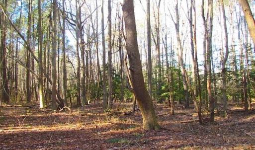 Photo of SOLD!!  38 Acres of Timber and Hunting Land For Sale in Accomack County VA!