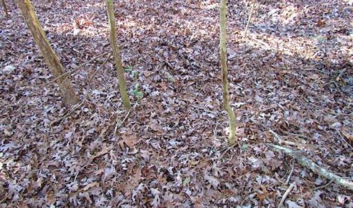 Photo of SOLD!!  38 Acres of Timber and Hunting Land For Sale in Accomack County VA!