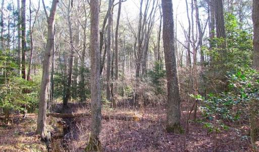 Photo of SOLD!!  38 Acres of Timber and Hunting Land For Sale in Accomack County VA!