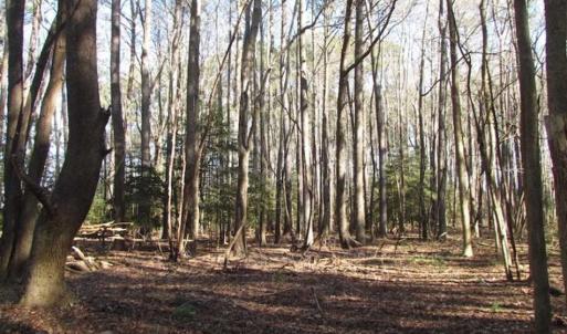 Photo of SOLD!!  38 Acres of Timber and Hunting Land For Sale in Accomack County VA!
