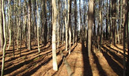 Photo of SOLD!!  38 Acres of Timber and Hunting Land For Sale in Accomack County VA!