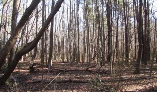 Photo of SOLD!!  38 Acres of Timber and Hunting Land For Sale in Accomack County VA!