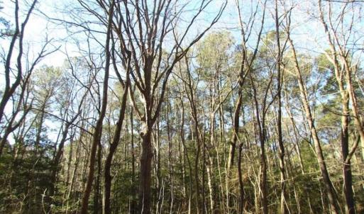 Photo of SOLD!!  38 Acres of Timber and Hunting Land For Sale in Accomack County VA!