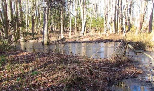Photo of SOLD!!  38 Acres of Timber and Hunting Land For Sale in Accomack County VA!