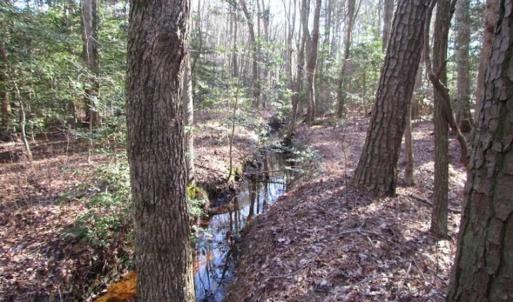 Photo of SOLD!!  38 Acres of Timber and Hunting Land For Sale in Accomack County VA!