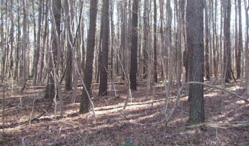 Photo of SOLD!!  38 Acres of Timber and Hunting Land For Sale in Accomack County VA!