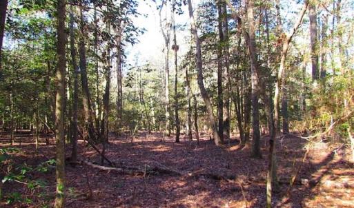 Photo of SOLD!!  38 Acres of Timber and Hunting Land For Sale in Accomack County VA!