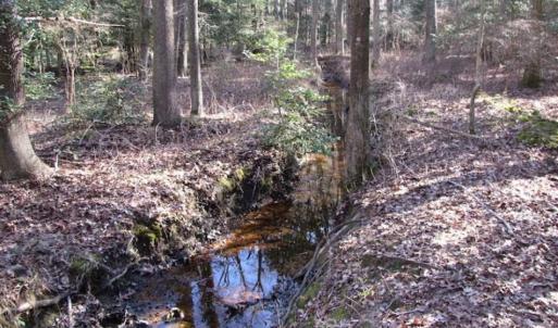 Photo of SOLD!!  38 Acres of Timber and Hunting Land For Sale in Accomack County VA!