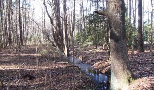 Photo of SOLD!!  38 Acres of Timber and Hunting Land For Sale in Accomack County VA!