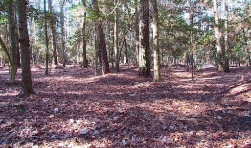 Photo of SOLD!!  38 Acres of Timber and Hunting Land For Sale in Accomack County VA!