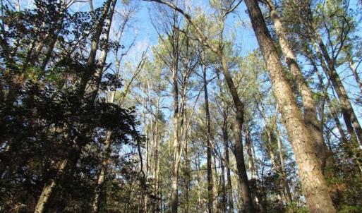 Photo of SOLD!!  38 Acres of Timber and Hunting Land For Sale in Accomack County VA!
