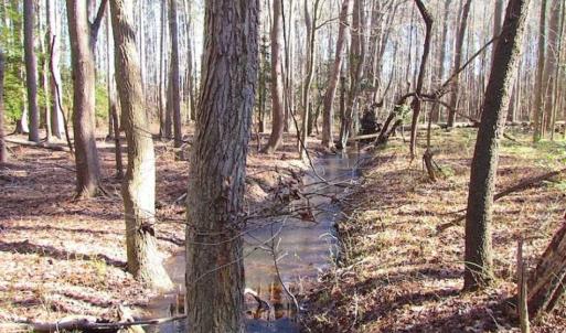 Photo of SOLD!!  38 Acres of Timber and Hunting Land For Sale in Accomack County VA!