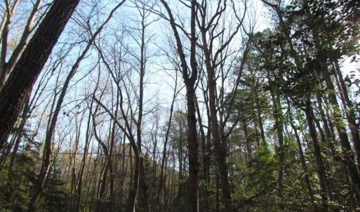 Photo of SOLD!!  38 Acres of Timber and Hunting Land For Sale in Accomack County VA!
